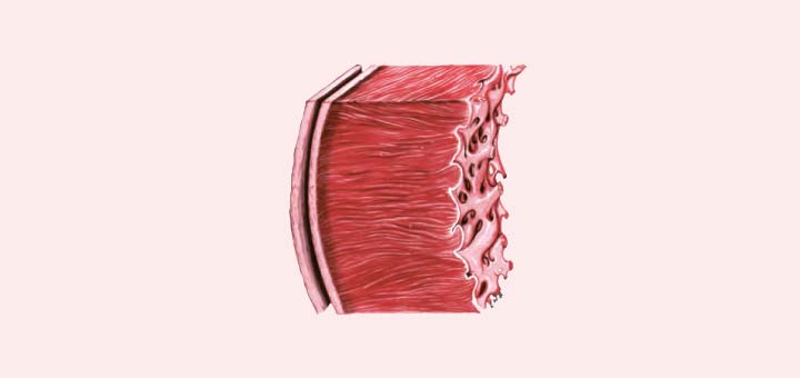 یادداشت زیستی: ساختار بافتی قلب