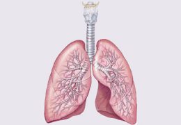 یادداشت زیستی: شش ها و مکانیسم تنفس
