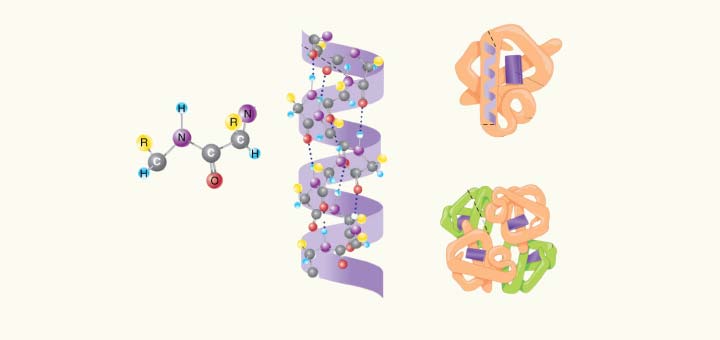 یادداشت زیستی: سطوح مختلف ساختاری در پروتئین ها